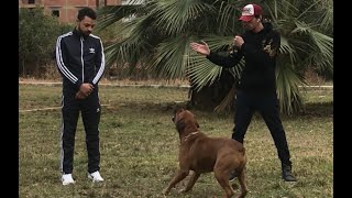 مشهد (٢) ثبت صاحبي بكوڤو ! تفاعل الكلاب مع لغة الجسد !! | Mahmoud And Kovu محمود و كوڤو