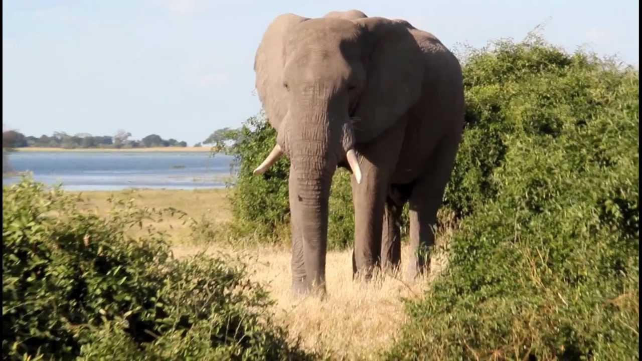 Elephant shakes biting ants and sand out of its food in Chobe National