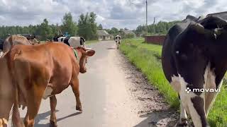 Единственные коровы в деревне! Выгон коров на пастбище!