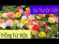 Cách Chăm Sóc và Trồng Hoa Mười Giờ Từ Hột ở Houston, Texas. Grow and Care For Moss Rose Flowers.
