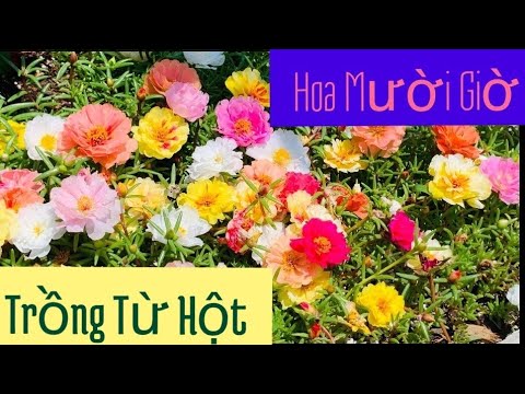 Video: Rose of Jericho: chăm sóc và trồng trọt (ảnh)