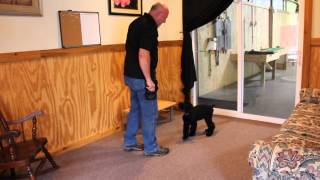 Xili 3 Month Old Giant Schnauzer Female Xili 3 Month Old Giant Schnauzer Female