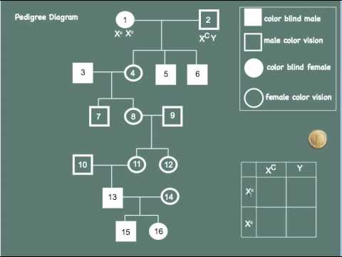 Pedigree Chart For Colour Blindness