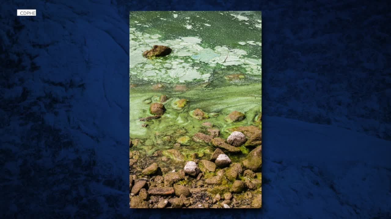 Toxic algae is closing some Colorado bodies of water. Is this normal