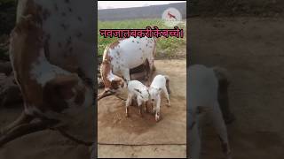 jug jug jiya su lalnawa babygoats