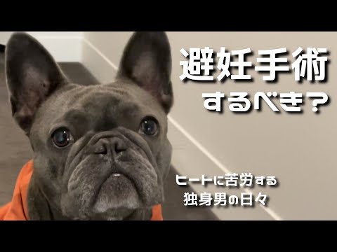 犬のヒート大変です【避妊手術する？】フレンチブルドッグ
