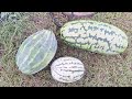 First Weigh In and Watermelon update | #watermelonwarz