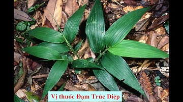 Tác dụng của vị thuốc ĐẠM TRÚC DIỆP theo YHCT và YHHĐ