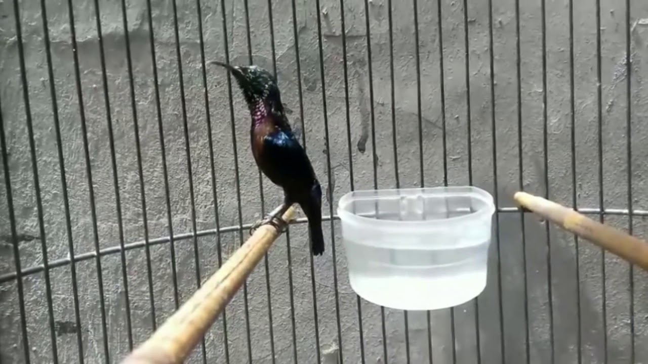 Kolibri Ninja Gacor Ngobra X Masteran Youtube