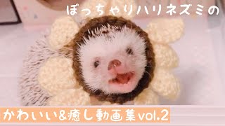 ハリネズミのかわいい 癒し動画集vol 2 Youtube