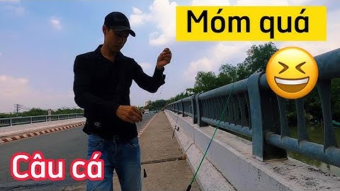 Câu cá trên cầu bằng mồi cám xem có cá gì ?