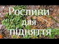 Рослини для підняття