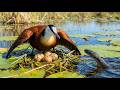 African Jacana: 120 Days From Egg to Survivor | Water Snakes Stealing Egg Nests
