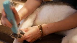 おとなドコノコ 犬の肉球周りの毛のお手入れのやり方 Youtube おとなドコノコ 犬の肉球周りの毛のお手入れのやり方 Youtube