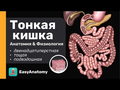 Тонкая кишка: Анатомия | Двенадцатиперстная кишка | Тощая и подвздошная кишка| Брыжейка|Easy Anatomy