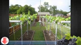 How to Grow Grapes in Your Backyard