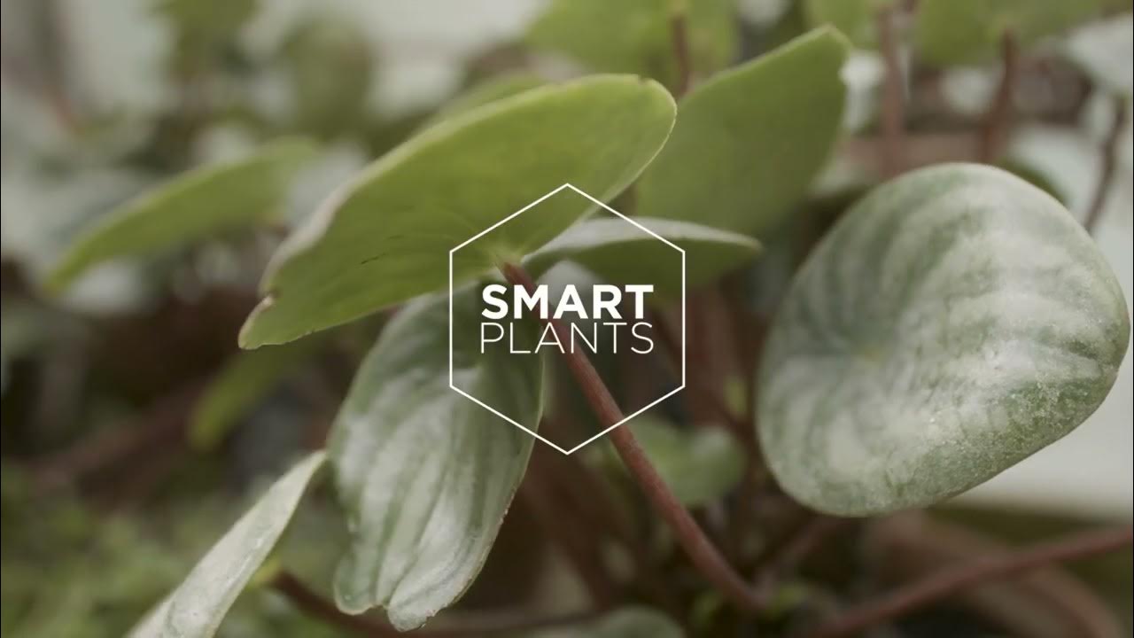 Smart Plants Case Study YouTube