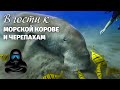 В гости к 🐮 морской корове и 🐢 черепахам! 🤿 Дайвинг в Марса Алам