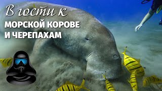 В Гости К 🐮 Морской Корове И 🐢 Черепахам! 🤿 Дайвинг В Марса Алам