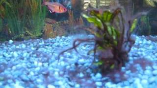 Fish Tank Infected With Black Beard Algae