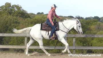 Snickelton - easy walk, jog, lope, stops, turns, work gate! - ValleyViewRanch.net