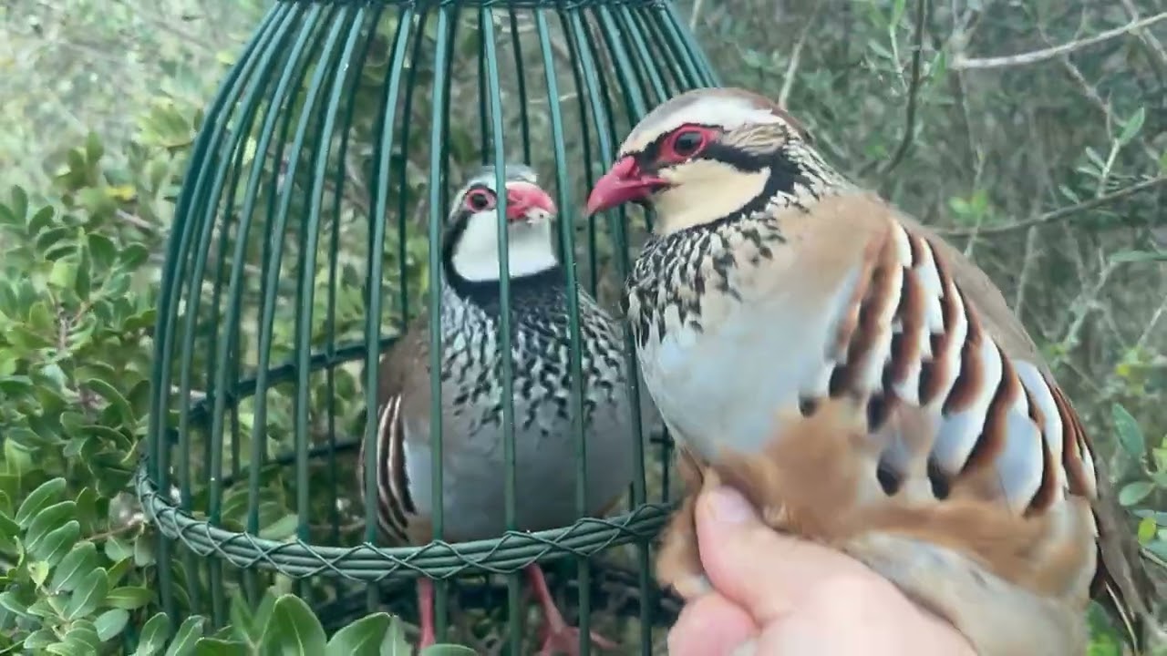 JARDINERO. UN PUESTO DE TARDE PARA GANARSE UN SITIO EN EL JAULERO.