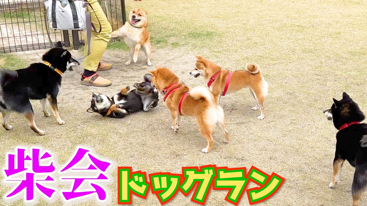 【柴集団】気弱な柴犬ばかりの幸せドッグラン