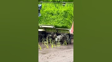 paddy transplanter machine 😱 #shorts #ricefarming #amazingmachinery