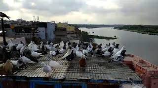 Kabutarbaji in Mathura - 6. 1000 kabutar ek sath