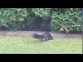 Squirrel lawn mower sabotage