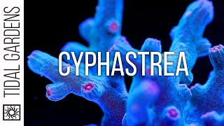 Cyphastrea Coral Care Tips