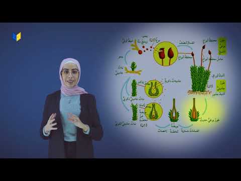 دورة حياة الفيوناريا