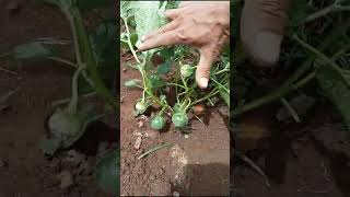 Terong Lalap Sudah Berbuah