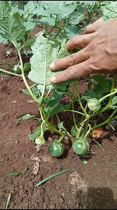 terong lalap sudah berbuah #short