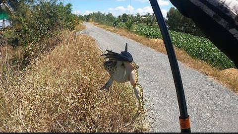 Lang thang nhấp ếch đụng hàng khủng phê phê