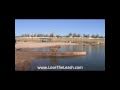 LOSE THE LEASH Phoenix Dog Training at Cosmo Park Gilbert Arizona LOSE THE LEASH Phoenix Dog Training at Cosmo Park Gilbert Arizona