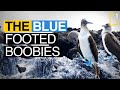Blue footed Boobies | A cartoonish character in the avian world
