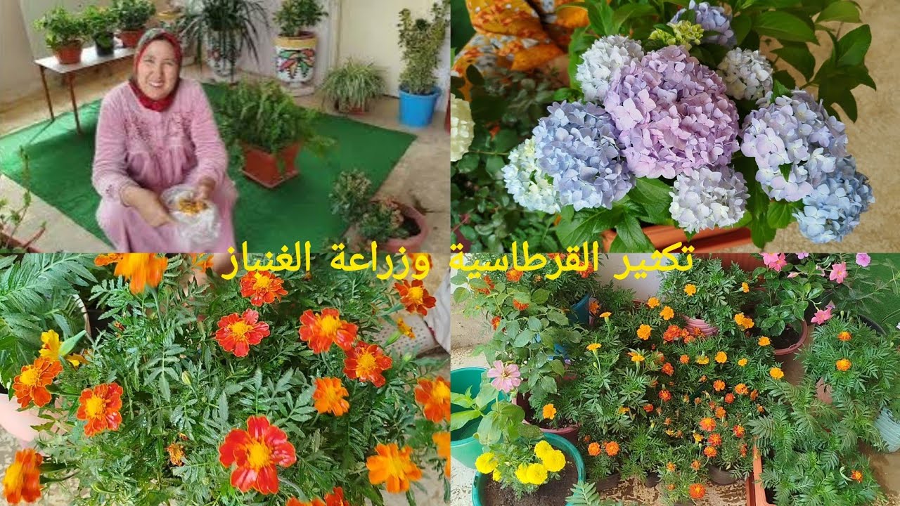 تكثير القرطاسية بطريقة سهلة ومضمونة بمحلول سحري وزراعة البذور  للموسم الجديد مع أمي إيطو 