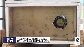 BYU students build robotic bee to communicate through ‘waggle dance’