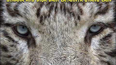 Story WA keren || macan putih