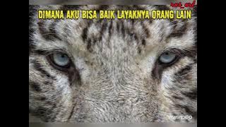 Story WA keren || macan putih