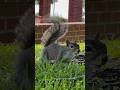 A squirrel