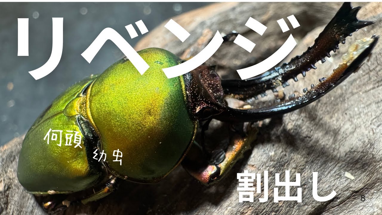 リベンジ達成で苦手克服？！【パプアキンイロクワガタ割出し】