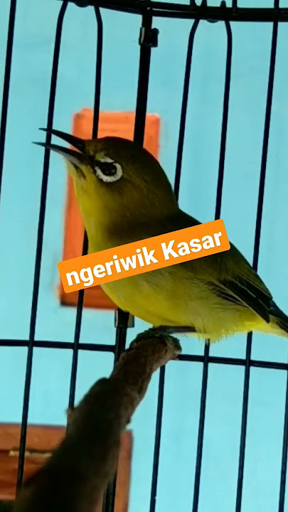 Pancingan pleci ngeriwik