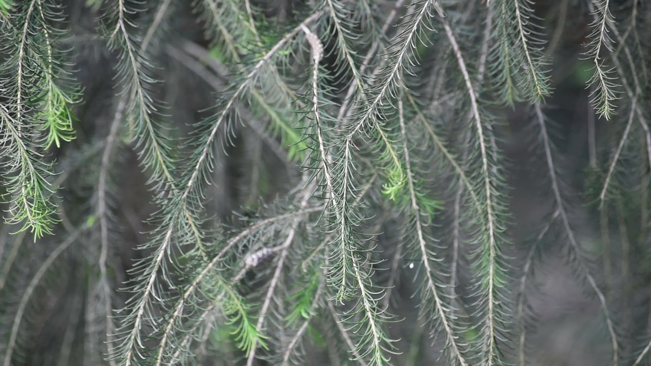Satisfying wind blowing on Mint tree 