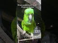 El loro