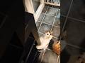 #foryou #funny #cat #shortvideo #yutube