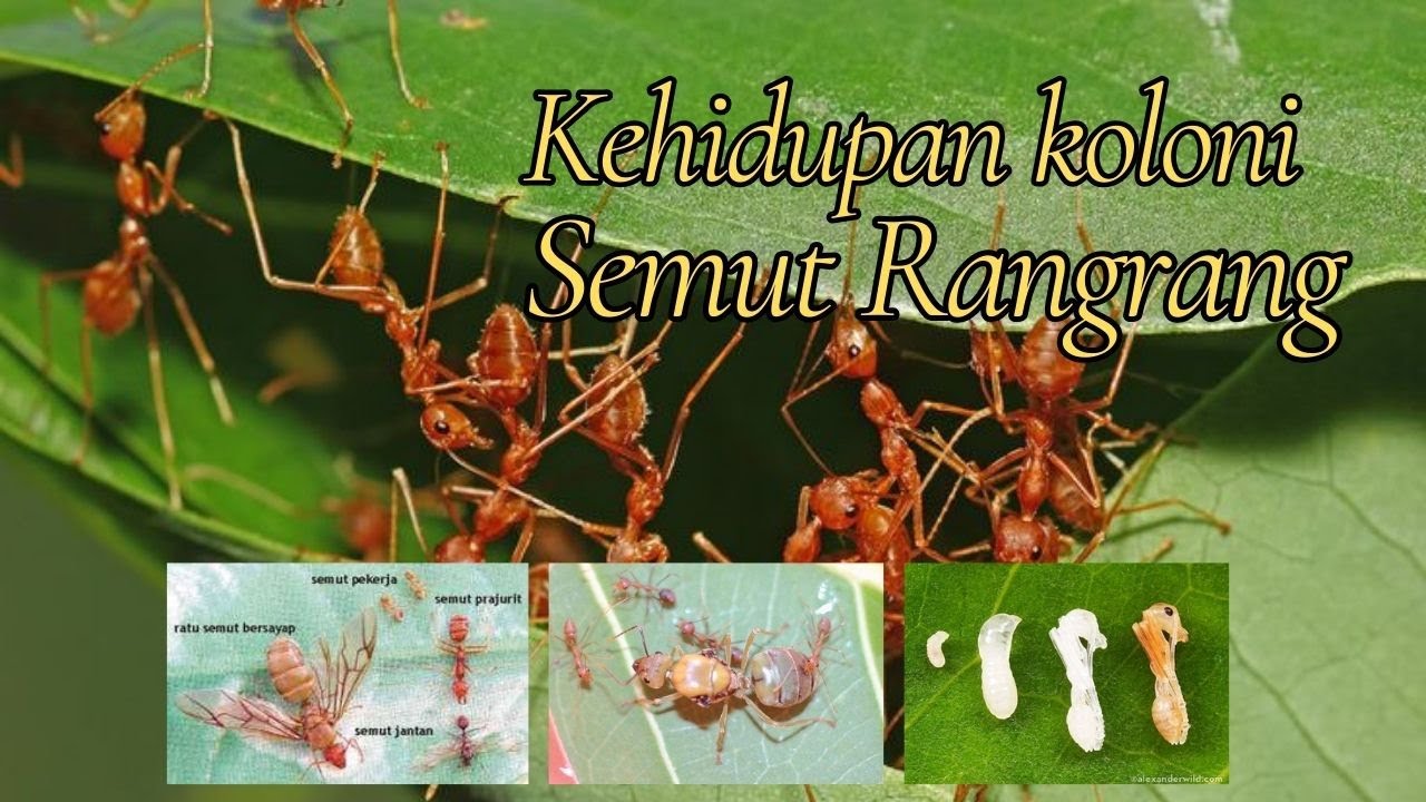 Senut Rang Rang SEMUT RANGRANG || KEHIDUPAN SEEKOR SEMUT RANGRANG #semut #semutrangrang ...