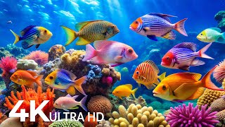 The Best 4K Aquarium - Explore the Underwater World and Beautiful Coral Reef Fish for Deep Sleep #47
