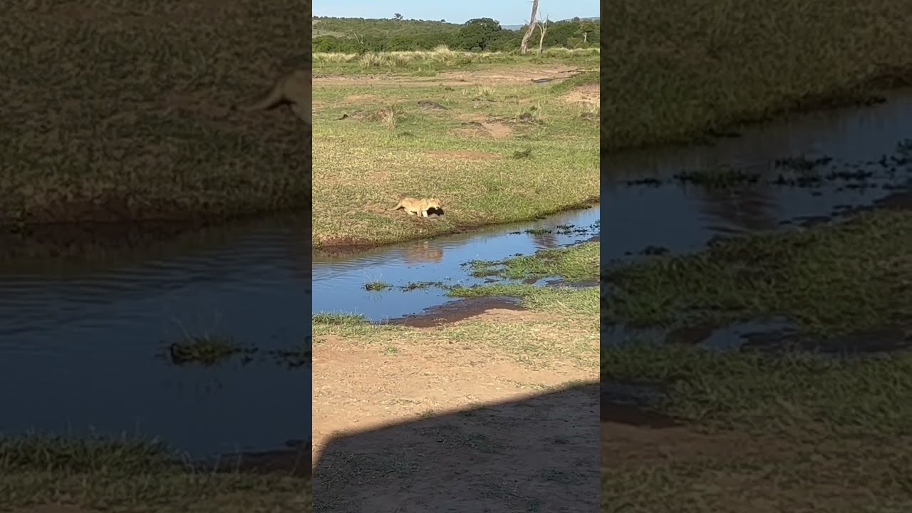 3 Male Lions Defend Cub Against Attacking Mother Lion 